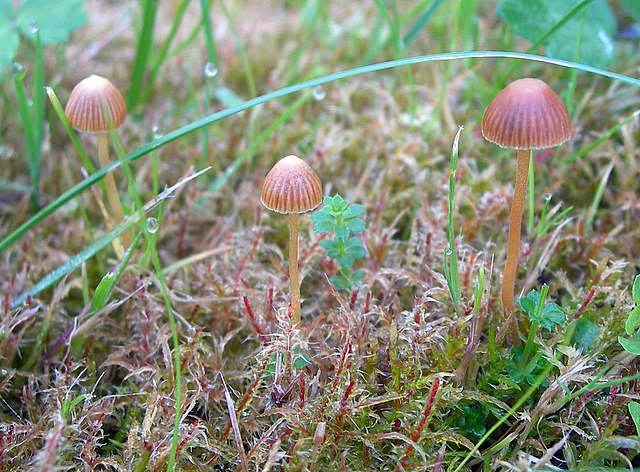 Le Galerine del bosco alluvionale